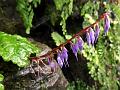 Himalayan Wulfenia